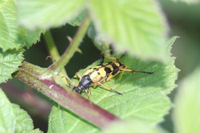 <i>Rutpela maculata</i>