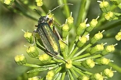 <i>Chrysanthia geniculata</i>