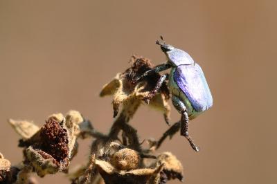 <i>Hoplia coerulea</i>