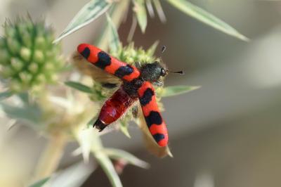 <i>Trichodes alvearius</i>