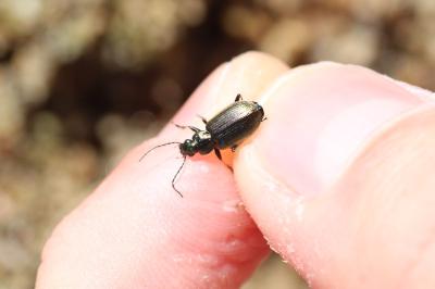 <i>Agonum marginatum</i>