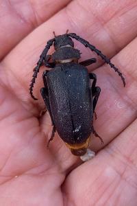 <i>Prionus coriarius</i>