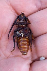 <i>Prionus coriarius</i>