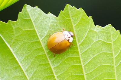 <i>Harmonia axyridis</i>