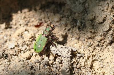 <i>Cicindela campestris</i>