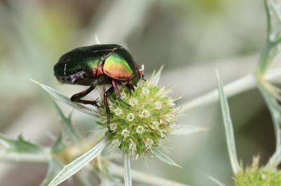 <i>Cetonia aurata</i>