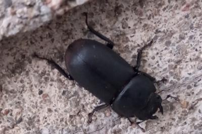 <i>Dorcus parallelipipedus</i>