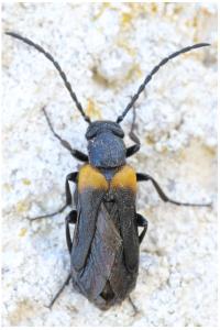 <i>Sitaris muralis</i>