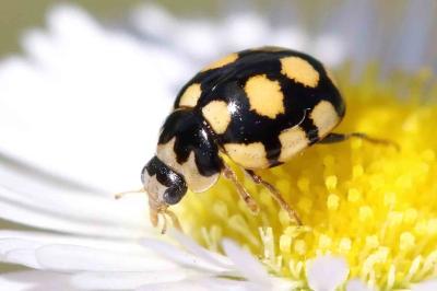 <i>Coccinula quatuordecimpustulata</i>