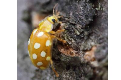 <i>Halyzia sedecimguttata</i>