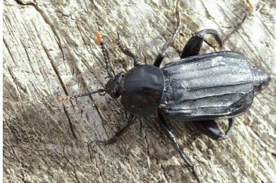 <i>Necrodes littoralis</i>