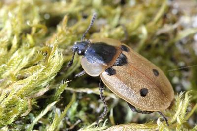 <i>Dendroxena quadrimaculata</i>