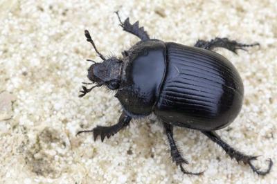<i>Typhaeus typhoeus</i>