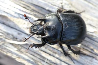 <i>Typhaeus typhoeus</i>