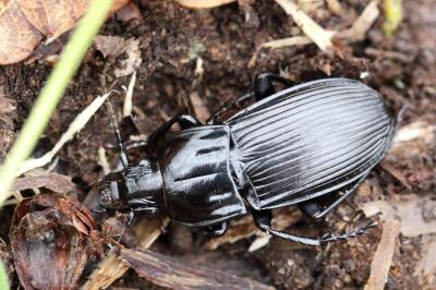 <i>Abax parallelepipedus</i>