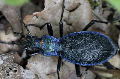 <i>Carabus intricatus</i>