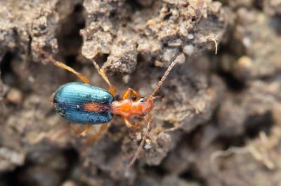 <i>Brachinus sclopeta</i>
