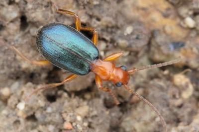 <i>Brachinus crepitans</i>