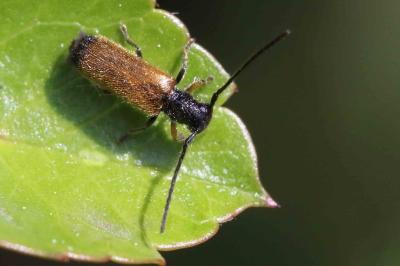 <i>Tetrops praeustus</i>