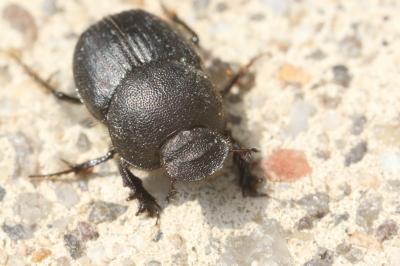 <i>Onthophagus emarginatus</i>