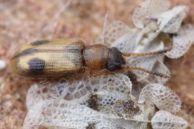 <i>Psammoecus bipunctatus</i>