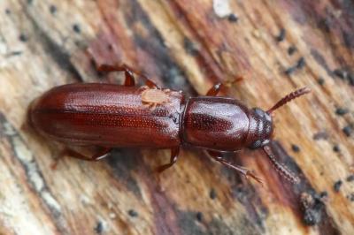 <i>Corticeus unicolor</i>