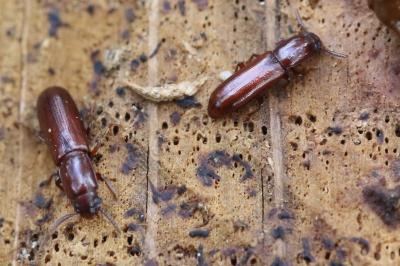 <i>Corticeus unicolor</i>