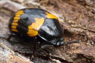 <i>Diaperis boleti</i>