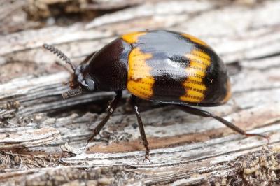 <i>Diaperis boleti</i>