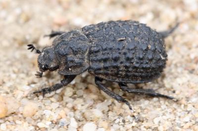 <i>Trox perlatus</i>