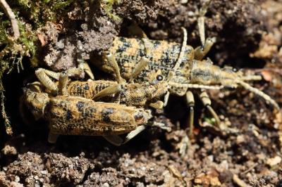 <i>Rhagium sycophanta</i>