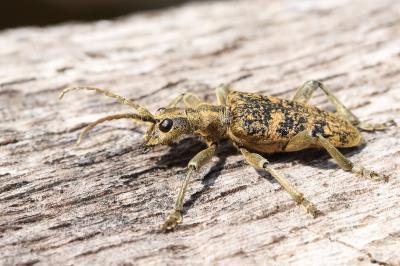 <i>Rhagium sycophanta</i>