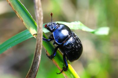 <i>Anoplotrupes stercorosus</i>