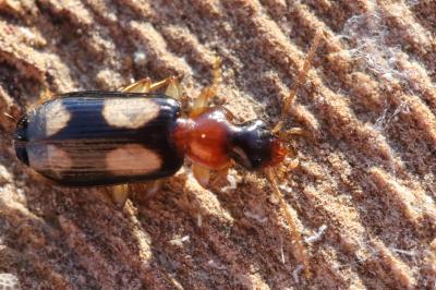 <i>Dromius quadrimaculatus</i>