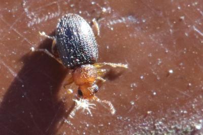 <i>Melanophthalma fuscipennis</i>