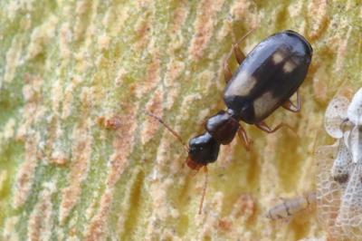 <i>Calodromius spilotus</i>
