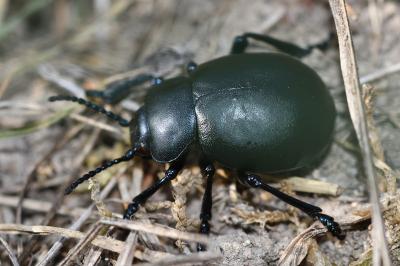 <i>Timarcha tenebricosa</i>