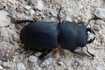 <i>Dorcus parallelipipedus</i>