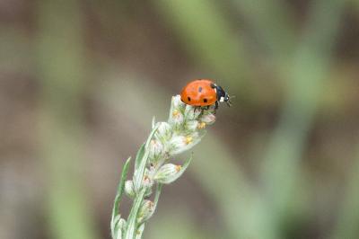 <i>Coccinella septempunctata</i>