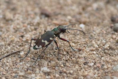 <i>Cicindela hybrida</i>