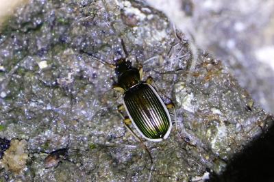 <i>Chlaenius spoliatus</i>