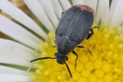 <i>Bruchidius siliquastri</i>