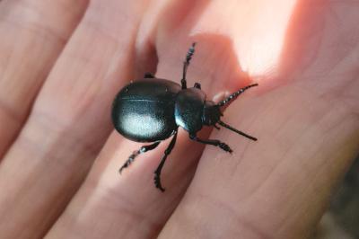 <i>Timarcha tenebricosa</i>