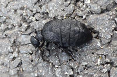 <i>Eurymeloe rugosus</i>