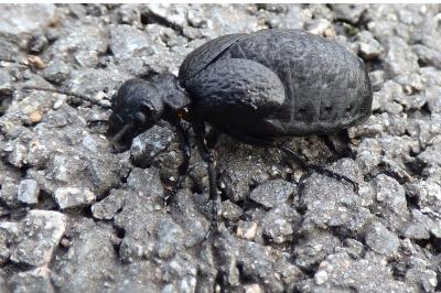 <i>Eurymeloe rugosus</i>