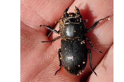 <i>Dorcus parallelipipedus</i>