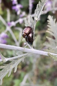 <i>Chrysolina americana</i>