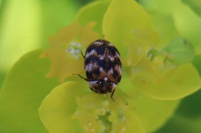 <i>Anthrenus verbasci</i>