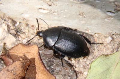 <i>Ablattaria laevigata</i>