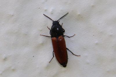 <i>Ampedus</i>